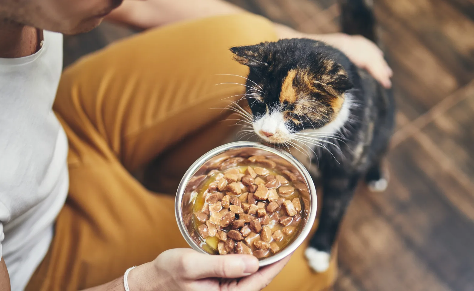 Cat and a bowl of food